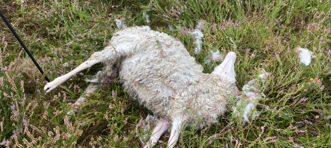 Tiere in Kirchhellen gerissen - neuer Wolfsnachweis