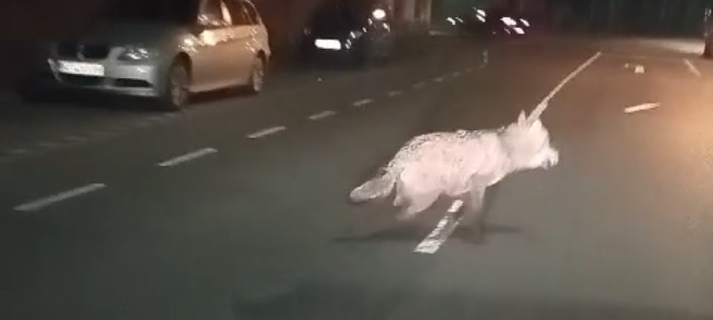 Mutmaßlicher Wolf in Gladbeck und Bottrop gesichtet