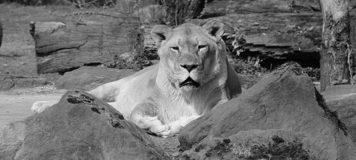 Löwin Kiara Zoom Erlebniswelt