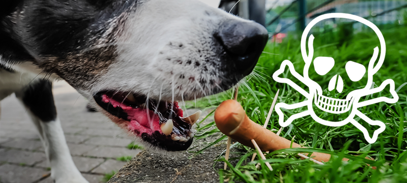 Ein Symbolbild eines Hundes, der eine Wurst frisst.