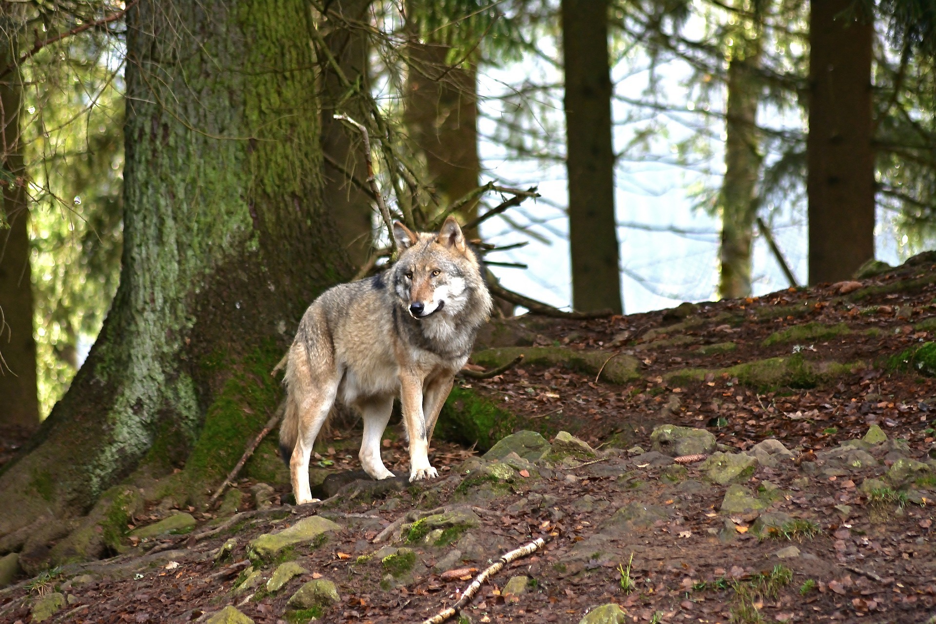Ein Wolf im Wald